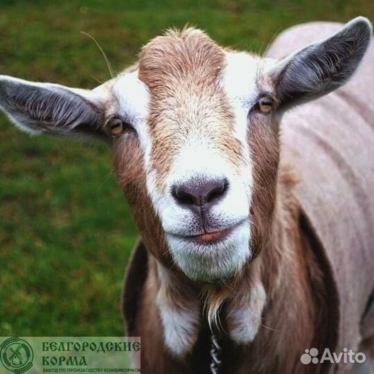 Комбикорм для лактирующих коз и овец