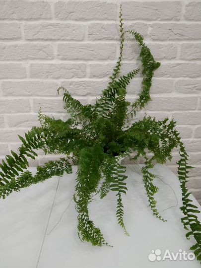 Папоротник комнатный