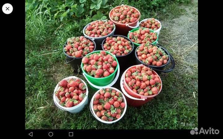 Усы клубники