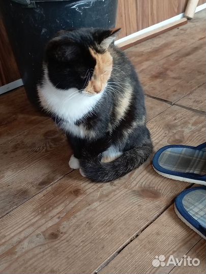 Котёнок трёхцветная