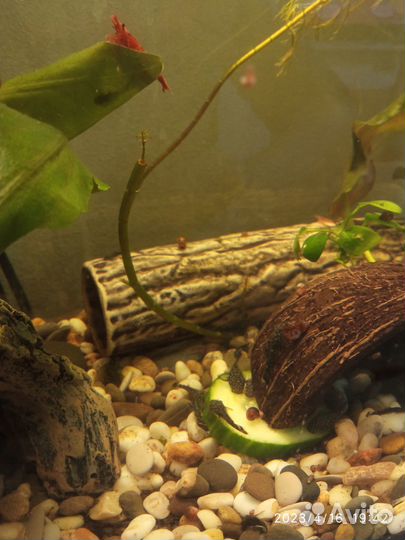 Продаю сомиков анцитрусов