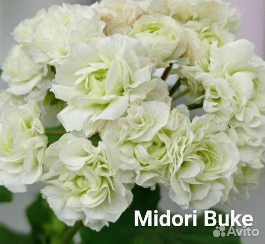 Пеларгония герань сортовая