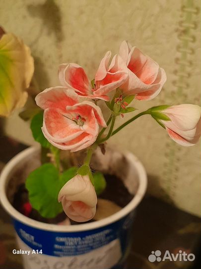 Комнатные домашние растения