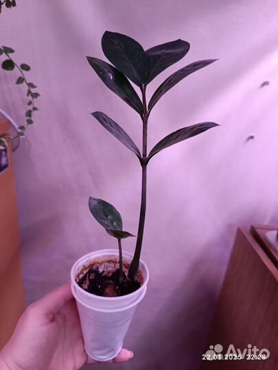 Замиокулькас, детка