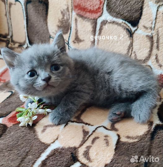 Отдам котят в добрые руки