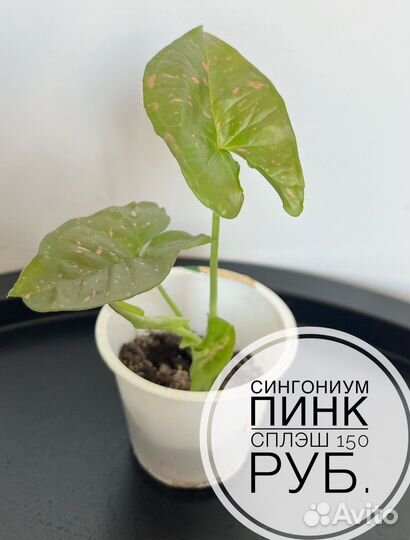 Комнатные растения