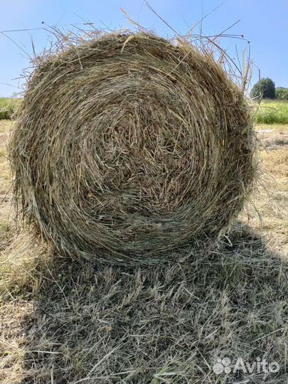 Продам сено