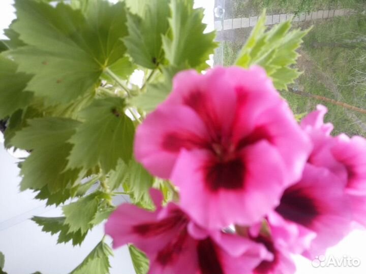 Пеларгония королевская