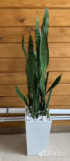 Сансиеверия