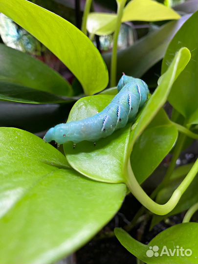 Кормовые насекомые сверчки тараканы