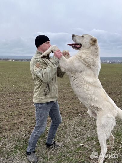 Среднеазиатская овчарка кобель алабай вязка