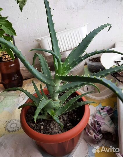 Алоэ столетник