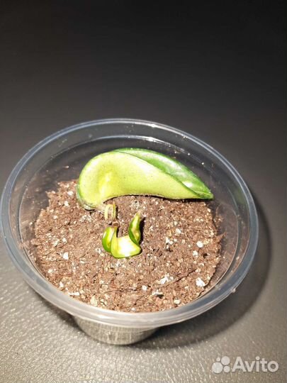 Хойя компакта Мауна Лоа