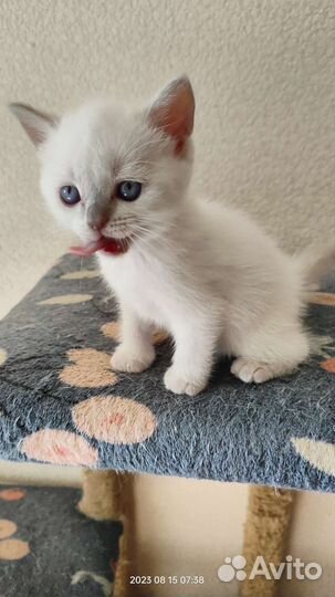 Британские вислоухие котята (окрас блю поинт)