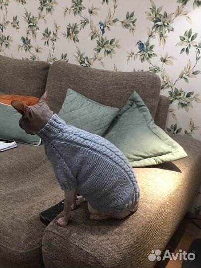 Одежда для животных