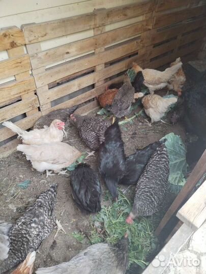 Куры несушки