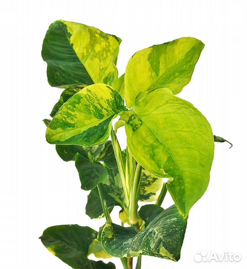 Сингониум Яичница Scrambled eggs