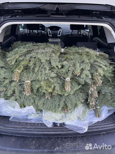 Пихтовые веники