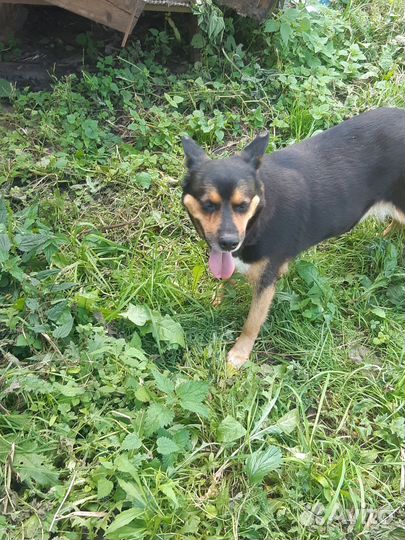 Собака в добрые руки отдам бесплатно