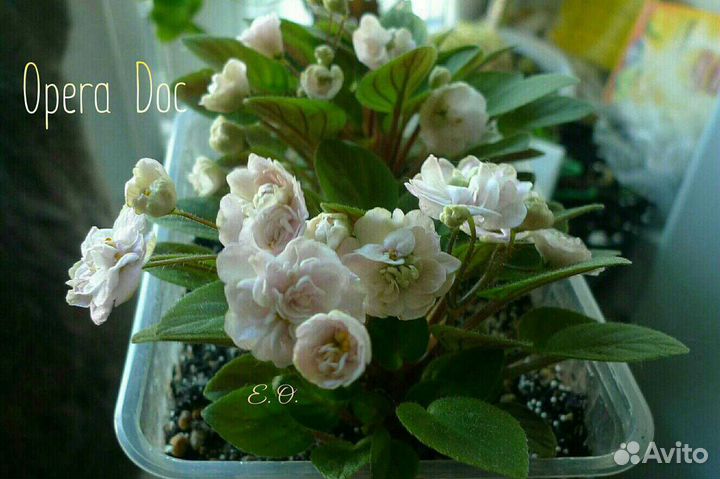 Мини фиалки сортовые