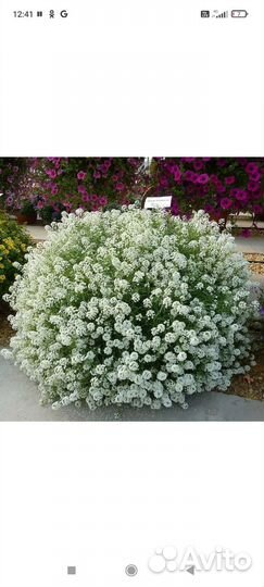 Ампельные растения для кашпо и подвесов