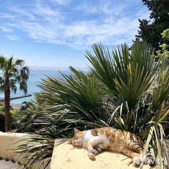 Продам сарай и все его содержимое