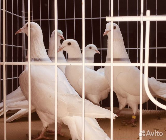 Голуби бакинцы