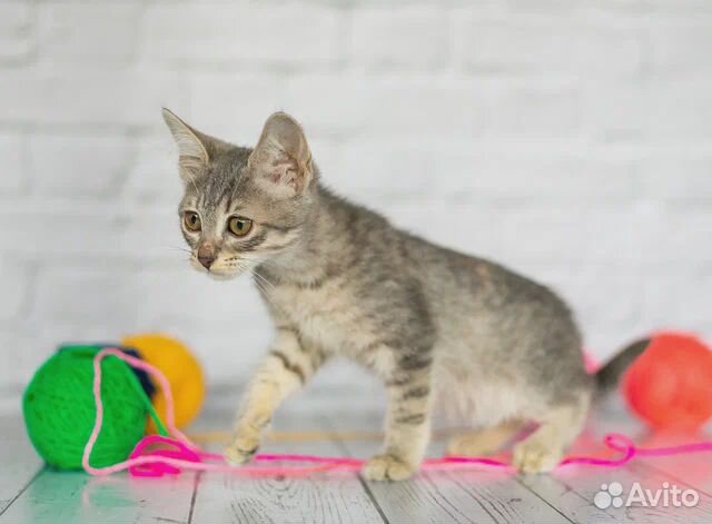 Котёнок-девочка серая. Бесплатно
