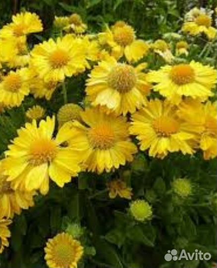 Гайлардия Янтарь- многолетняя