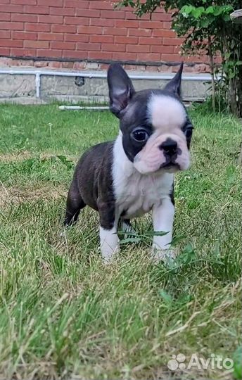 Щенок девочка бостон терьер