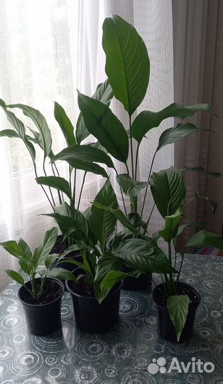 Спатифиллум