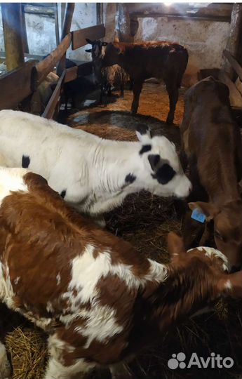 Бычки коровы телки