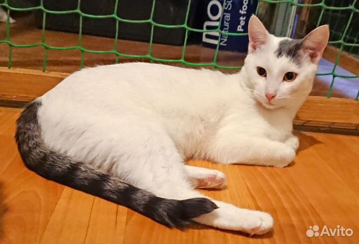 Эльфакот в дар