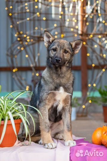 Молоденькая собака