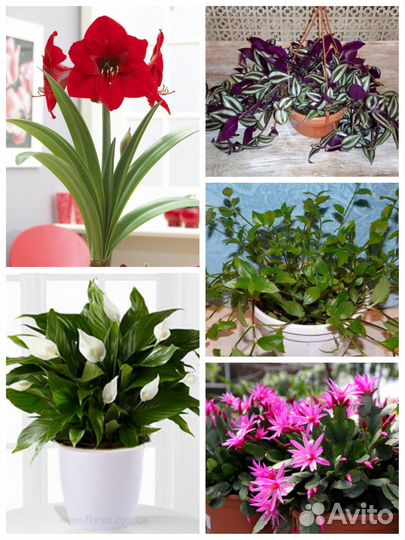 Комнатные цветы