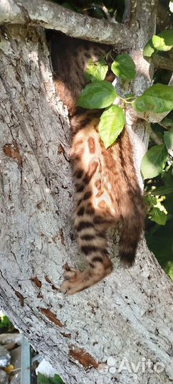 Бенгальские котята