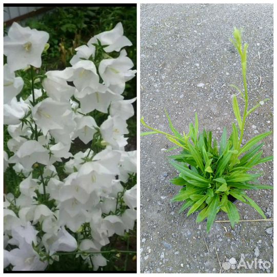 Цветы многолетки