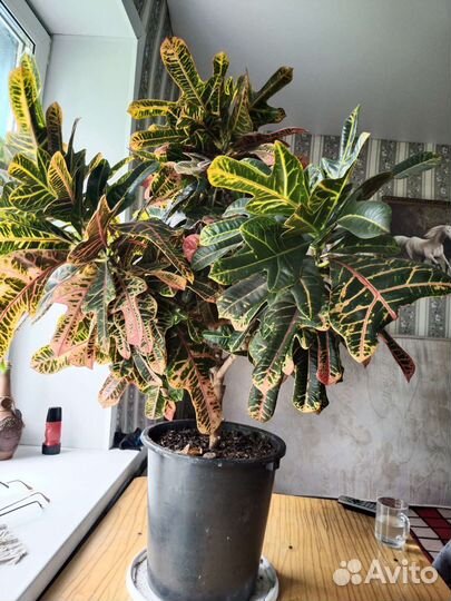 Комнатные растения цветы большие