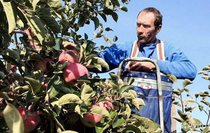 Сборщик на вахту