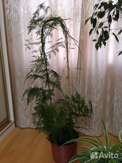 Продам цветы(1 лотом)