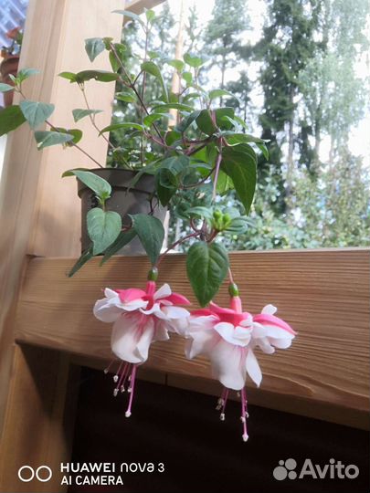 Фуксия сортовая