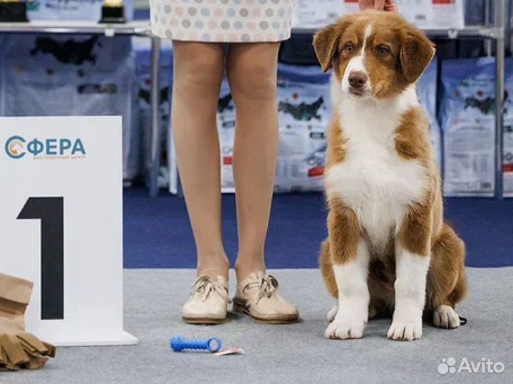 Австралийская овчарка (аусси) щенок