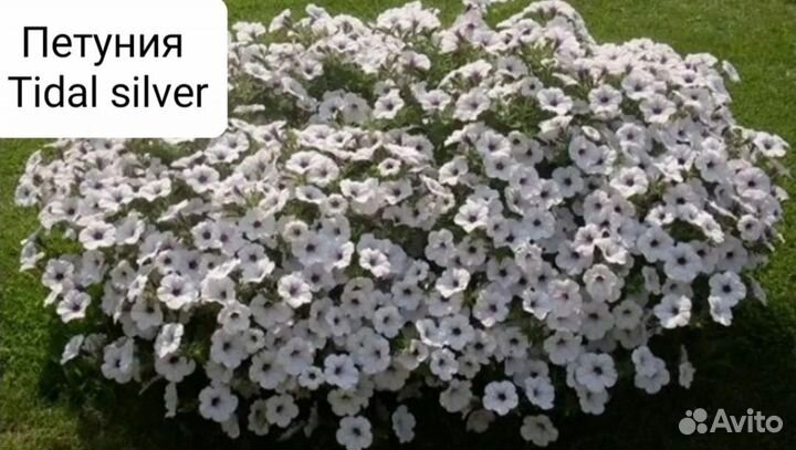 Петуния тайдал