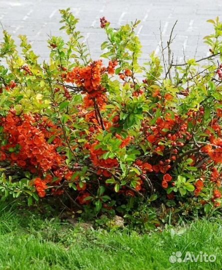 Айва японская Хеномелес отростки саженцы