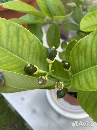 Мандарин Уншиу, микроцитрус Эреморанж