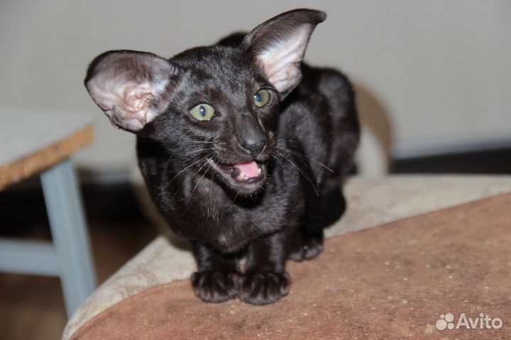 Чёрный бриллиант