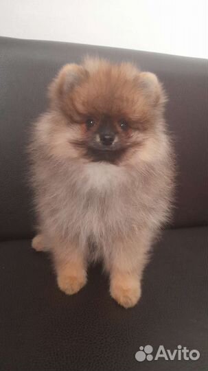 Померанский шпиц