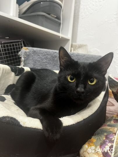 Кошечка Мишель