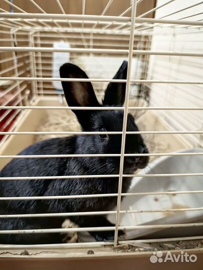 Декоративные карликовые кролики