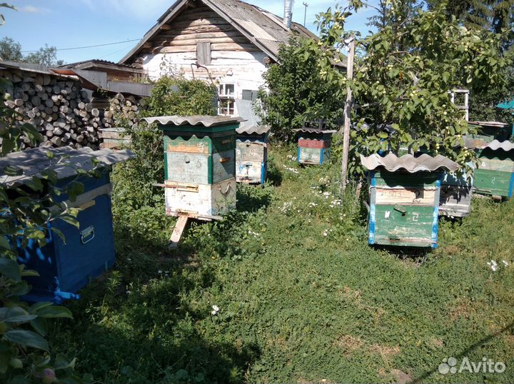 Пчелосемьи